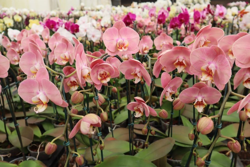 Rows of pink orchids in commercial protected production