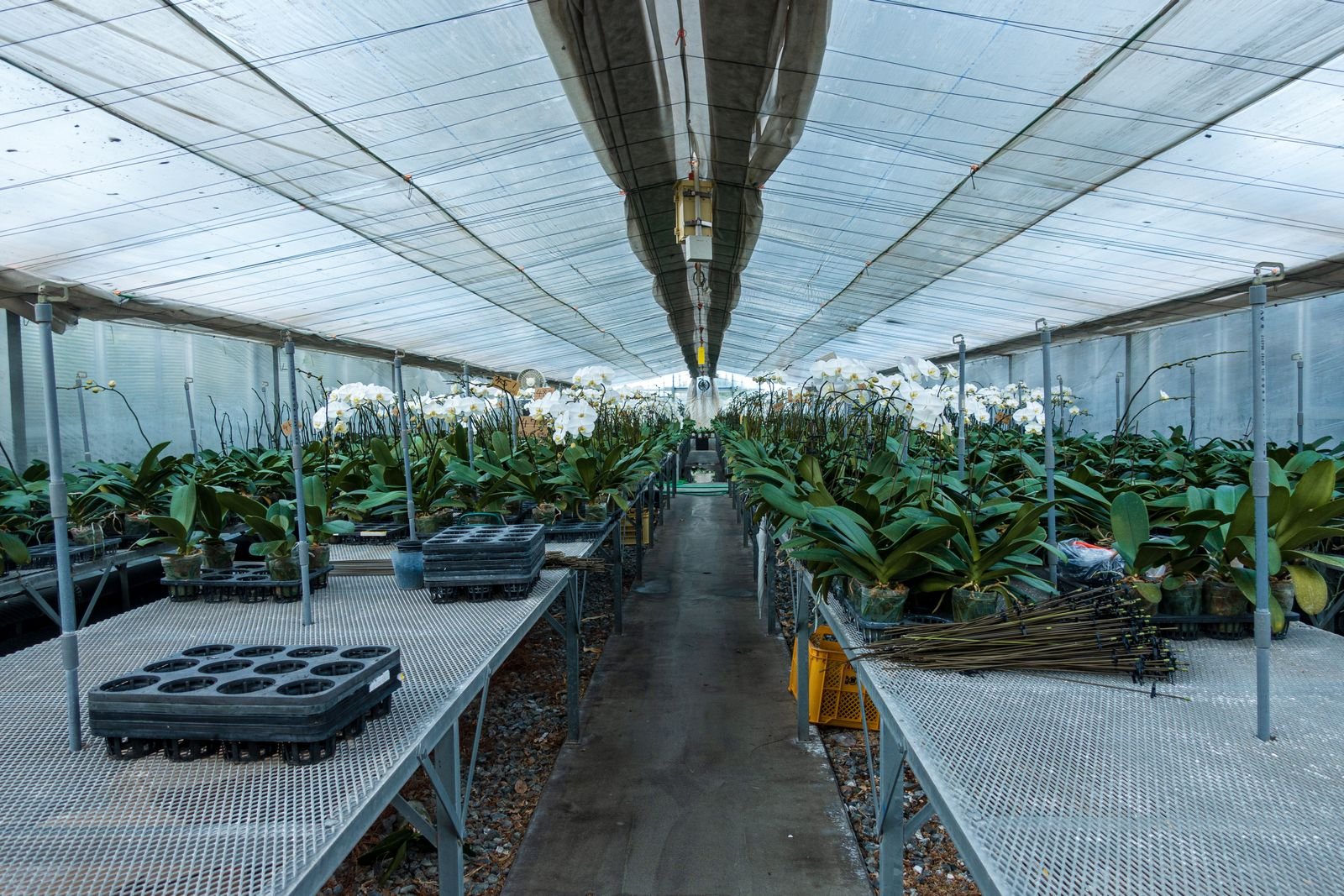 Rows of orchid plants in a commercial greenhouse